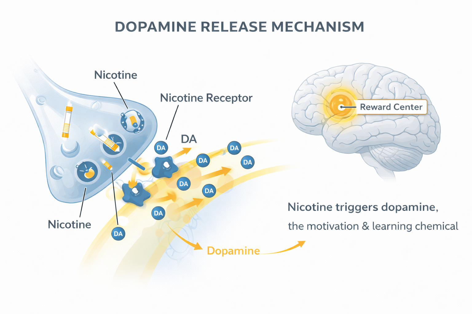 Dopamine release infographic showing how nicotine hijacks brain reward system for how nicotine hooks your brain guide