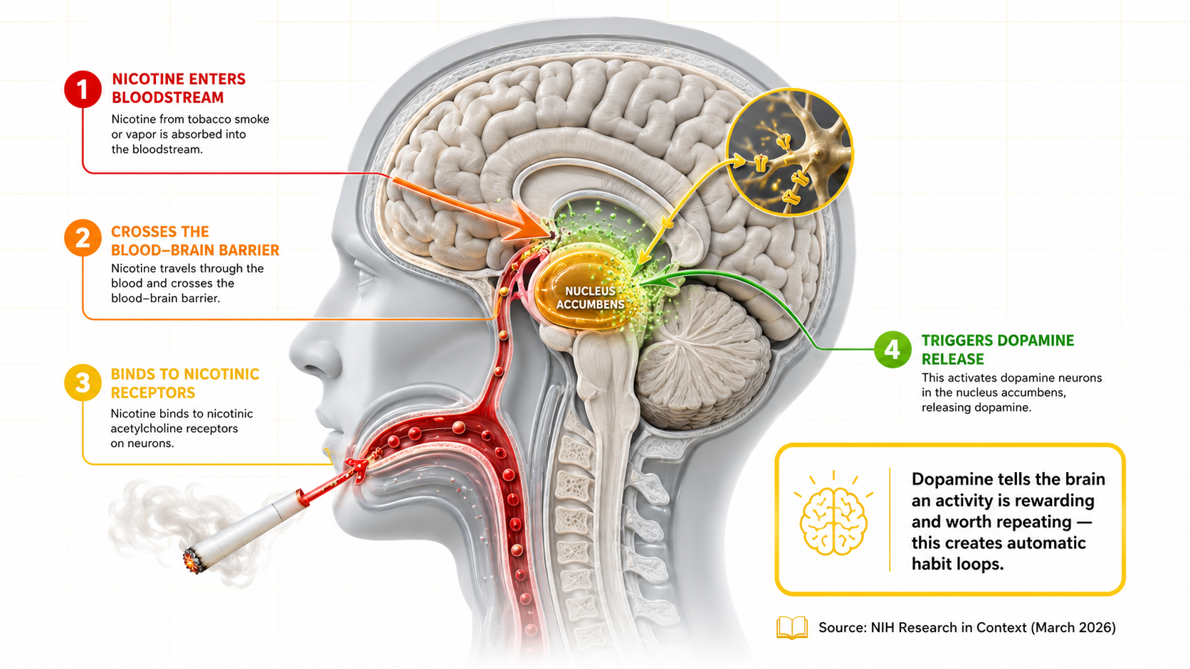 Nicotine addiction neurobiology Australia AU dopamine brain reward pathway diagram showing nucleus accumbens, dopamine bursts, and brain rewiring. Explains why vaping and smoking create compulsive use patterns. For G'DayVape educational content.